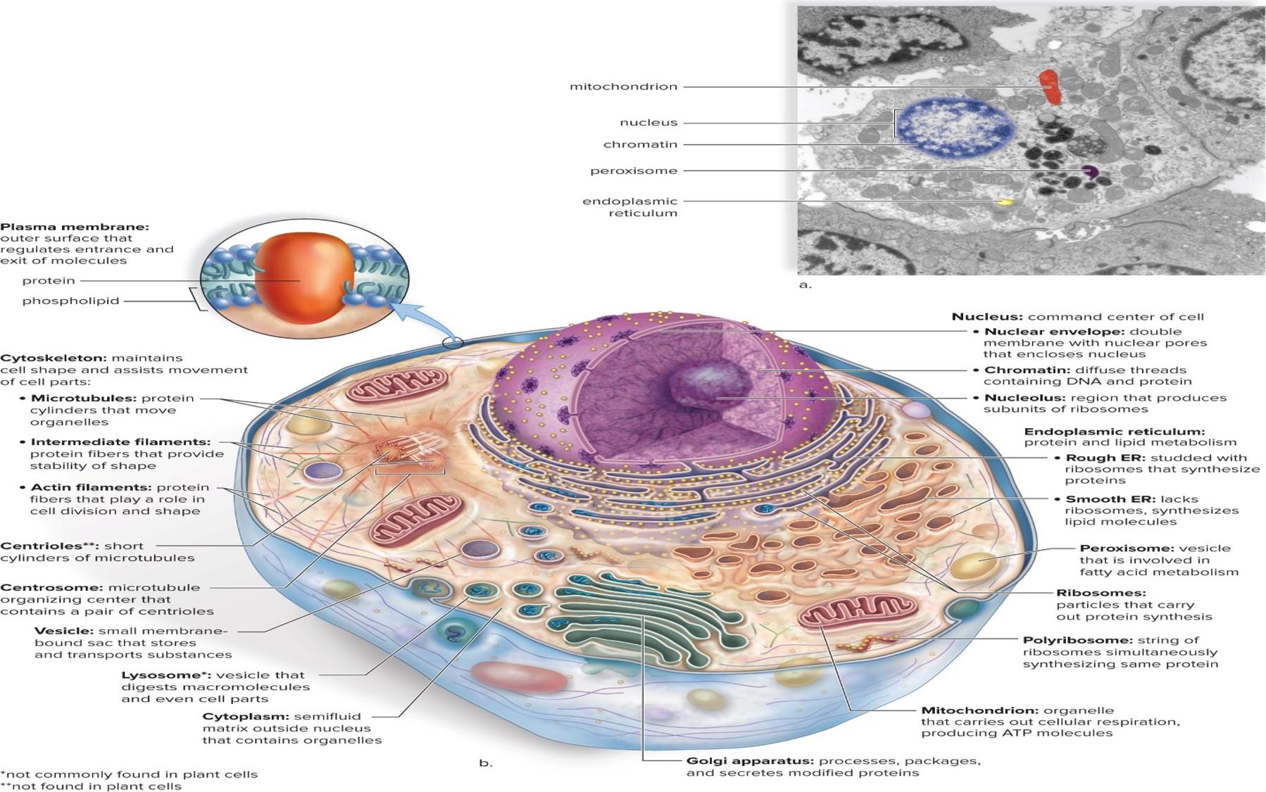 Cell structure in animals